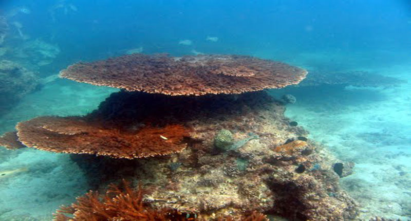 پوشش مرجانی سایت بيگ كورال و ژوراسيك پارك 